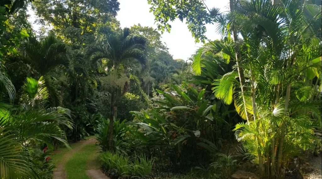 Le jardin tropical